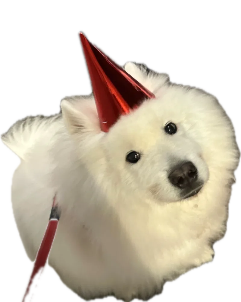 Baymax the Samoyed