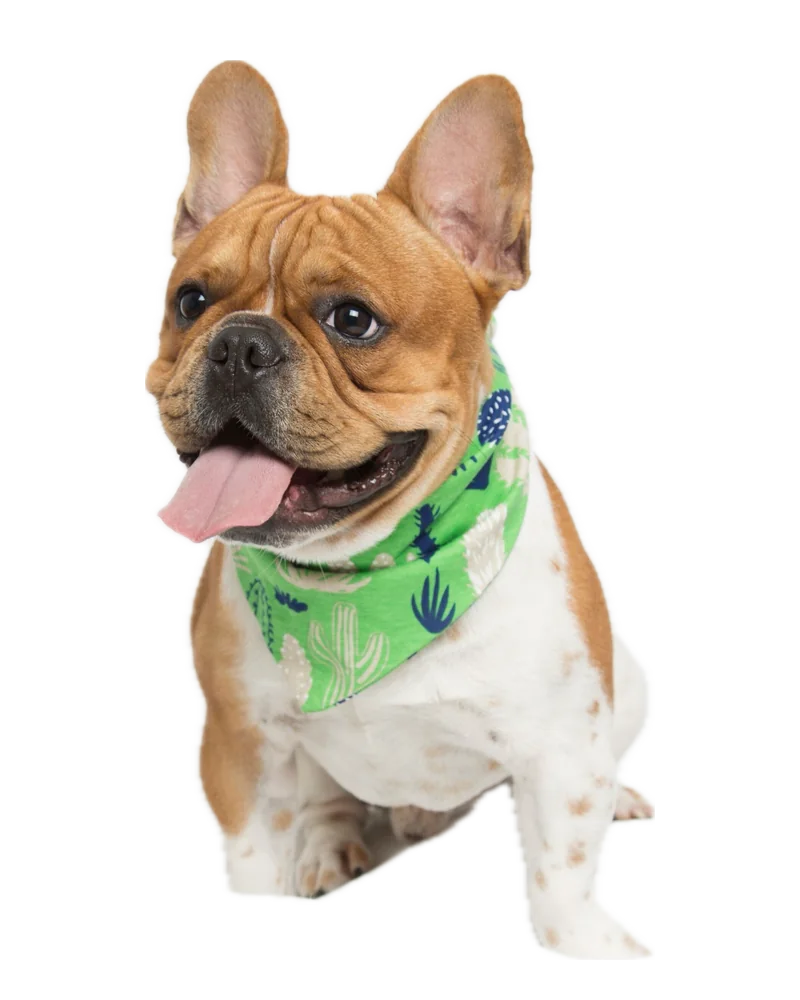 Teddy the French Bulldog